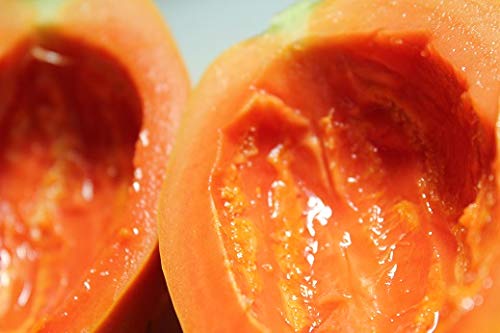 栽培簡単 パパイヤ の育て方 家庭でも育てやすい矮性品種のご紹介 園楽project 園芸 植物を楽しむ情報サイト