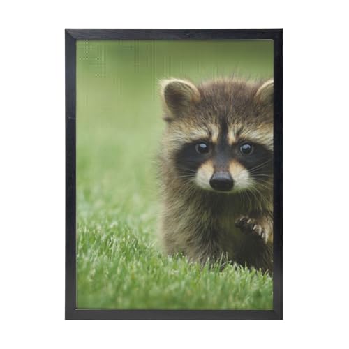 Raton laveur mignon imprime mode 30x40cm ideal pour decorer un salon cosy