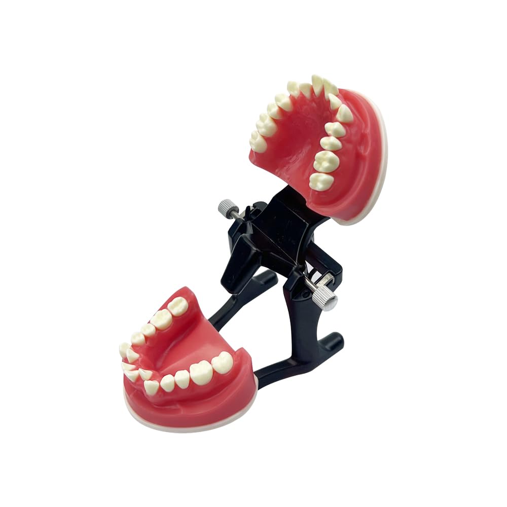 Orthodontic Teaching Model, YOUYA DENTAL Orthodontics Malocclusion Teeth Typodont Demonstration Educational Training Model Red Wax Gum Teeth Practice Model for Teaching Study (Without Orthodontic)