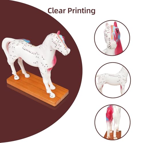 Simedutech Horse Anatomy Model with Acupuncture Points - Veterinary Teaching Tool, Detailed PVC Organ Model for Acupuncture, Moxibustion & Vet Training