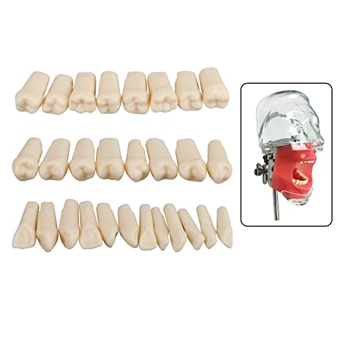 Dental Simulator Manikin Phantomkopf für Übungen, Training, Studium, Typodont Modelle mit abnehmbaren Zähnen (28 Zähne)