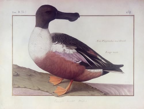 Tableau Toile Nicolas Robert un canard souchet pour Décoration Murale Chic