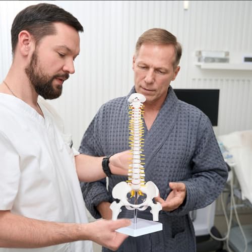 Image of breesky Human Spine Mini Model, 17'' Spine Anatomy Model with Nerves, Vertebra Model with Stand for Medical Students, Osteopaths and Chiropractors