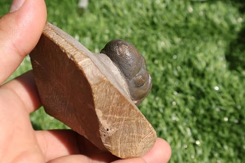Image of Trilobite Fossil Reedops Trilobite Fossil Trilobites Rock Trilobite Fossils Morocco Trilobite Fossil Trilobites A241