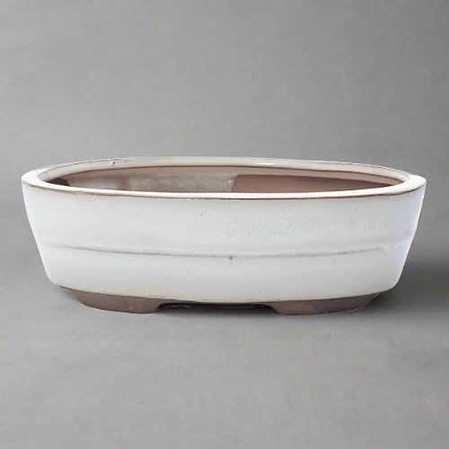 Yorkshire Bonsai 20Cm Glazed Bonsai Pot Oval 20Cm X 17Cm X 5Cm White from B&Q