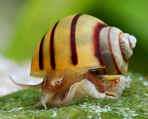 NatureHolic Zebra Apfelschnecke Asolene spixi 3 Stück - Aquarium Schnecken lebend - gestreifte Zwergapfelschnecke - ideale Schnecke für bepflanzte Aquarien