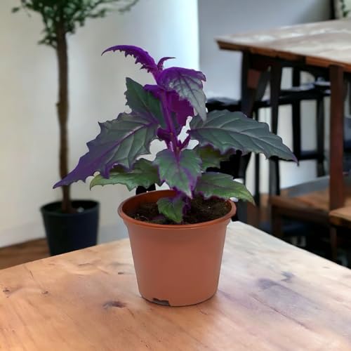 Image of Amulya FARMS & NURSERY Air Purifying Alternanthera Pink or Party Time Indoor Live Plant for Living Room, Home, Office & Desk Decor | Velvet Leaf | Small Size - Black Pot Included (Philodendron Velvet)