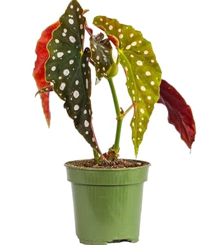 Begonia Maculata Planta Natural Exótica y Resistente