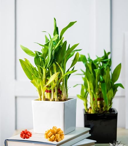 Image of Nurturing Green Good Luck Plant For Gift - Lucky Bamboo Combo (2 Layer) in Black & White Ceramic Pots | Eco Friendly Gifts | Gifts for Anniversary | Couple Gifts