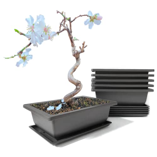 maiple 6 Stück Bonsai Trainingsschalen,...