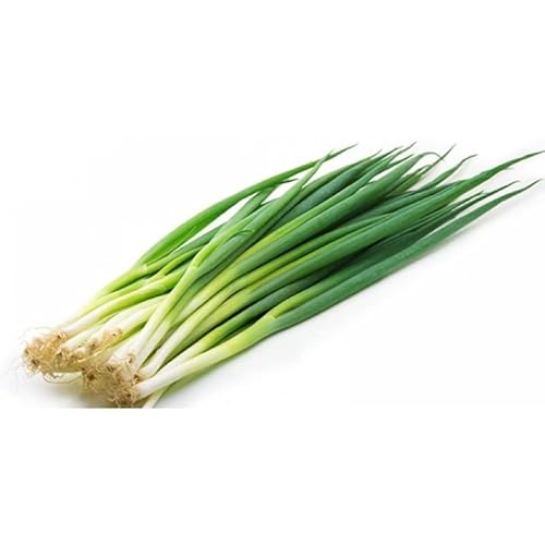 Semillas de Cebollino - Semillas Huerto Urbano - Semillas Fáciles de Cultivar en Casa