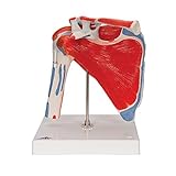 American 3B SCIENTIFIC A880 Shoulder Joint with Rotator Cuff, 5 Part, 18 cm x 18 cm x 24 cm