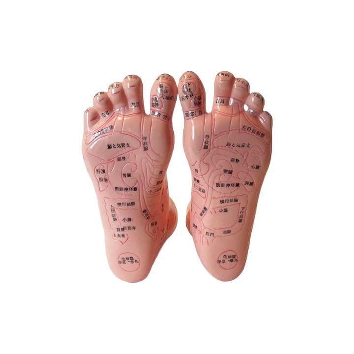 Amazon.co.jp: 足つぼ 反射区模型 日本語表記 : 産業・研究開発用品