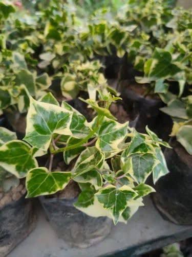 Image of Live English Ivy Plant with Pot | Hedera Helix Air Purifying Hanging Vine Plant | Low Maintenance Decorative Creeper for Home Office Balcony Living Room Wall Garden Decor | Pack of 1