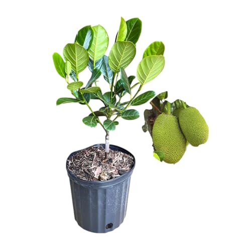 Image of Live Jackfruit Plant | Hybrid Grafted Variety | Healthy Fruit Plant for Home Garden, Farm & Outdoor Plantation