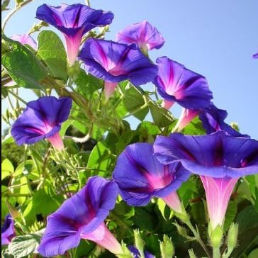 Morning Glory Flower Seeds (B0CK4CB3LX) Amazon Price History, Amazon Price Tracker