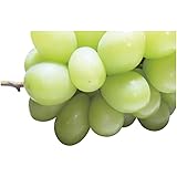 冬の贈り物お歳暮 シャインマスカット ダイワ果園 シャインマスカット（岡山県または長野県または山梨県産等）約550g