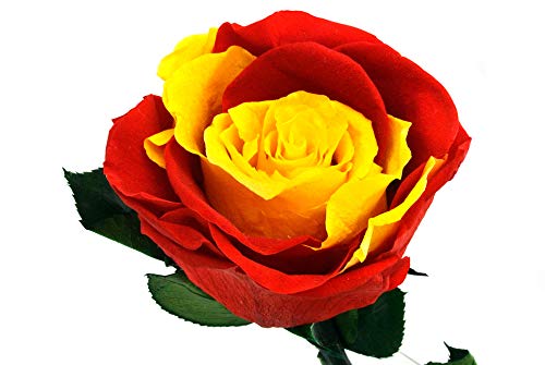 Monde éternel rose préservée 35 cm Espagne Cover