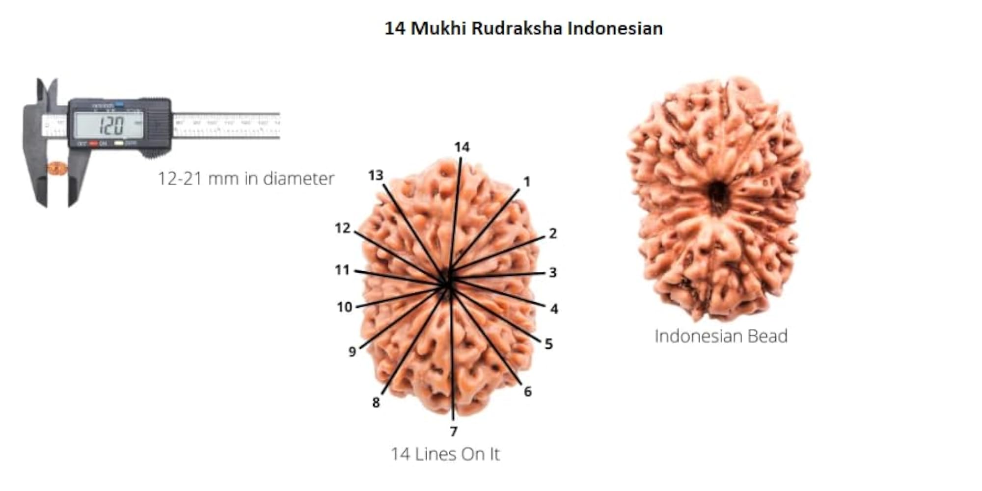 Original 14 Mukhi Indonesian Rudraksha