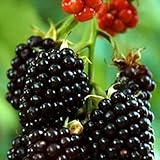 PERZOE 100 piezas raras de frambuesa/mora/fresa/semillas de kiwi, bonsái de frutas nutritivas Semillas de mora