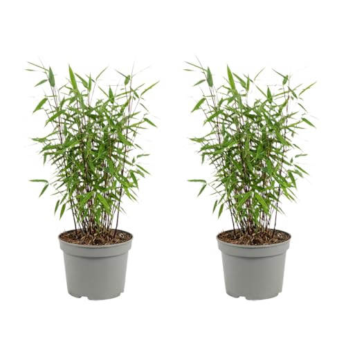 Bloomique - Juego de 2 - Fargesia Dragón Rojo - Planta de Bambú Rojo - No invasiva - Resistente - Perenne - Planta de seto - Plantas de jardín - Altura 50-70 cm - Maceta 17 cm