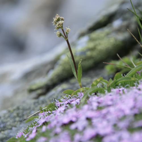 Speick-170-shaving-cream-75-ml