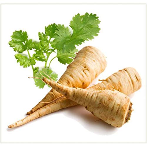 National Gardens Parsnip White Root Vegetable Seeds (Multicolour, Pack of 20 Seeds) (B083L48G4Z) Amazon Price History, Amazon Price Tracker