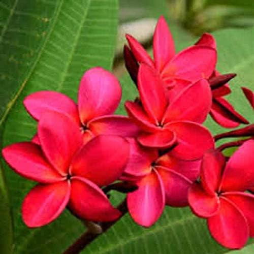 Grun Live red Champa / red Plumeria Beautiful Charming Flower Plant - Healthy Plant