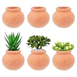 Petits pots d'intérieur : vous pouvez y cultiver diverses plantes, comme des succulentes et des plantes charnues, à l'intérieur comme à l'extérieur