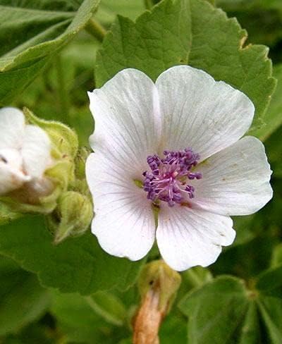 Miniatura 2 de Planta de malvavisco común Althaea officinalis Semillas para plantar más de 100 semillas sin OMG