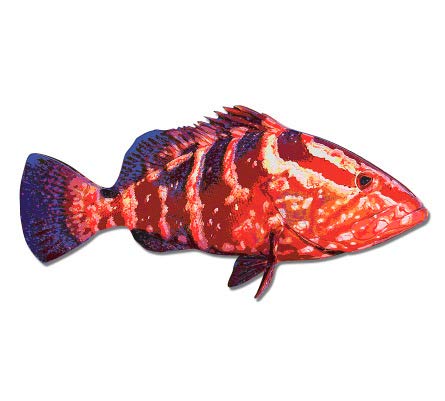 Grouper - 3