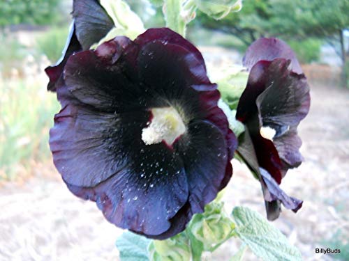 30 semi Malvarosa negra