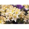 Azalee Rhododendron luteum Daviesii 40-60 cm Zierstrauch winterhart Duftende Bluete halbschattiger Standort pflegeleicht ideal fuer Beet und Terrasse herbstliche Laubfaerbung
