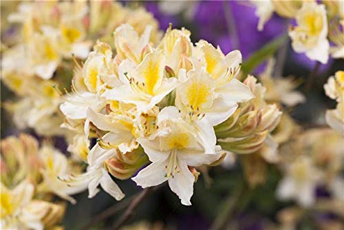 Rhododendron luteum 'Daviesii' 40–60 cm – Winterhart, Mehrjährig – Sommergrüne Azalee – Zierstrauch für Garten & Kübel