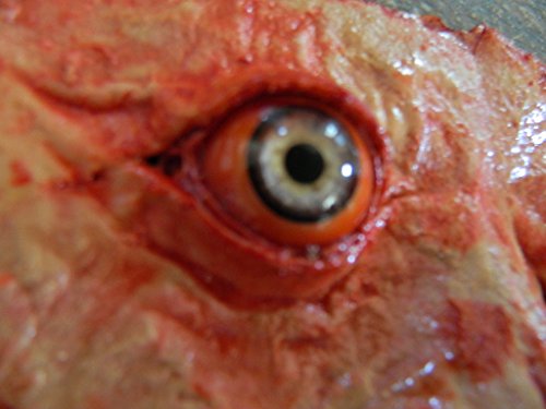 Dead Head Props Halloween Prop Cut Off face Eyes of Fear