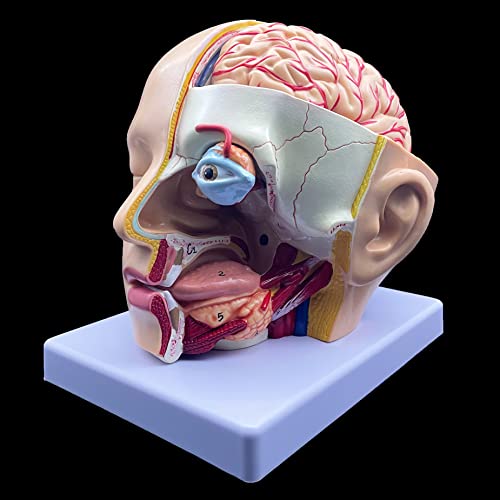 Image of XINDAM Human Head Anatomical Model 4-Part Life-Size Head Brain Cross Section Anatomy for Science Classroom Education Study Teaching Display
