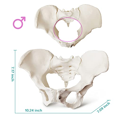 Image of 2025 New Female Pelvis Model,Life Size Female Pelvic Skeleton Model, Anatomy Medical Model for Science Education, Study of the Anatomical Features