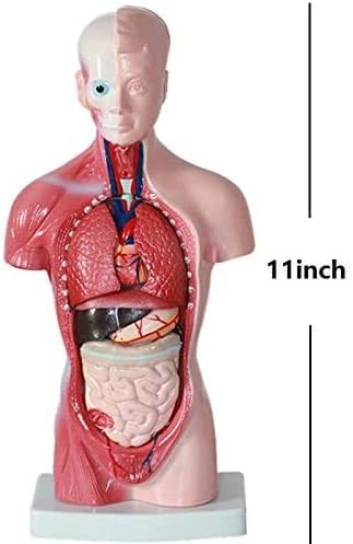 Human Torso Anatomy Model – Removable Organs, Heart, Brain, Lungs – Medical Educational Tool for Students, Teachers, Healthcare Professionals - Image 7