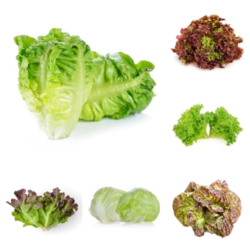 semi di lattuga lattuga biologica resistente, resistenti per il giardino, lattuga, varietà antiche 100pcs