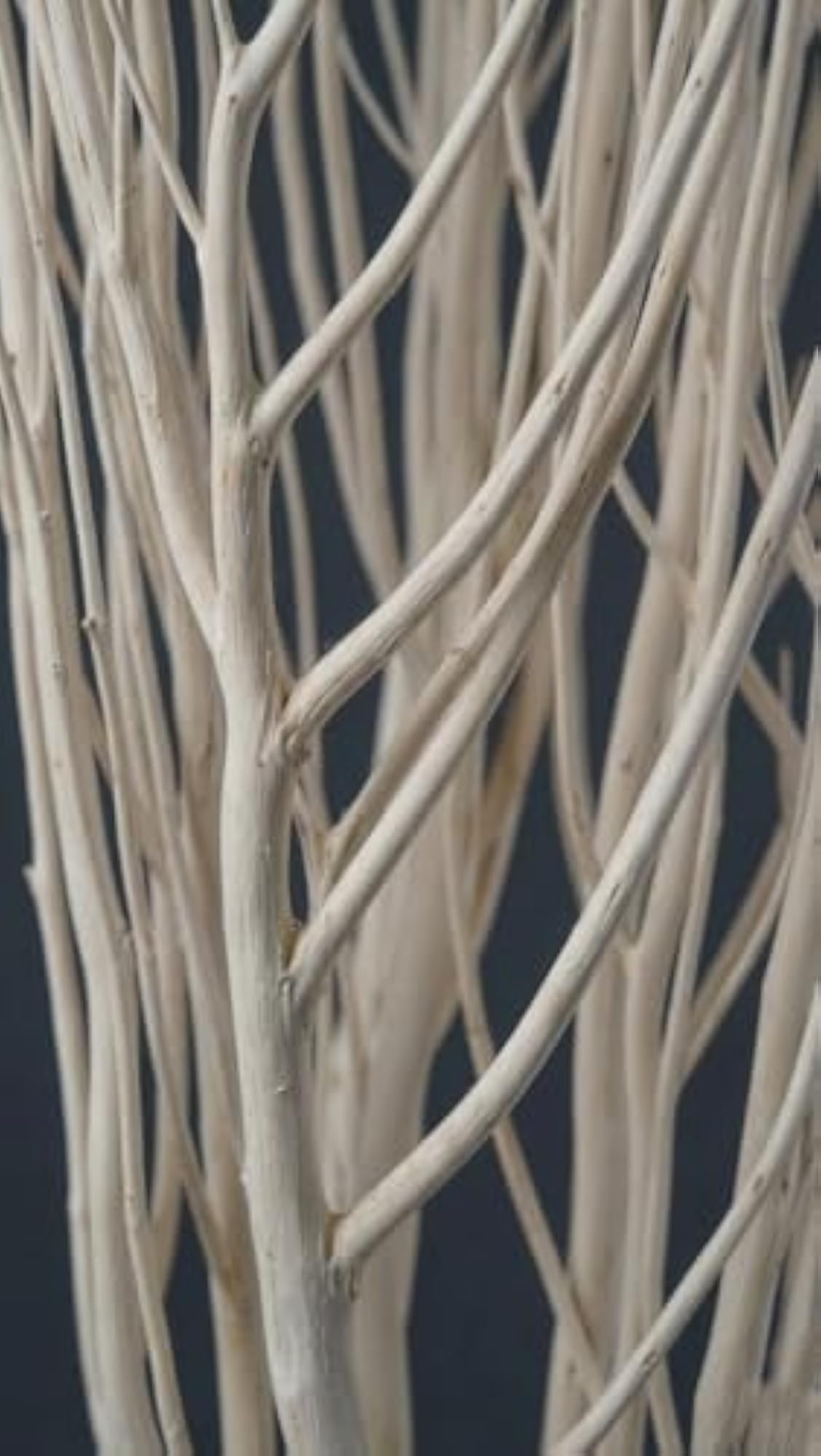 Dried White Curly Willow Stems, 100 cm