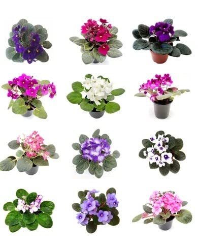Saintpaulia | Pack 8 Unidades | Plantas Vivas | Violeta Africana| Flores de Exterior Naturales