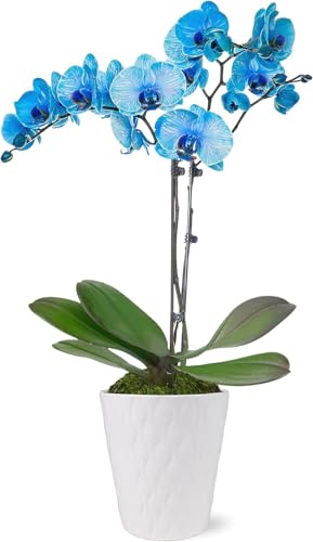 Green Circle Growers Blue Watercolor Orchid in a 5' White Pot, Live Indoor Plants, House Plant