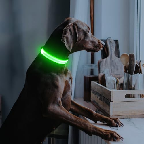 Illumifun Leuchthalsband Hund, USB LED Hundehalsband, Wiederaufladbar Hundehalsband Leuchtend für Hunde Einstellbare Größe, 3 Beleuchtungsmodi für Mittlere Hunde (Grün, M)