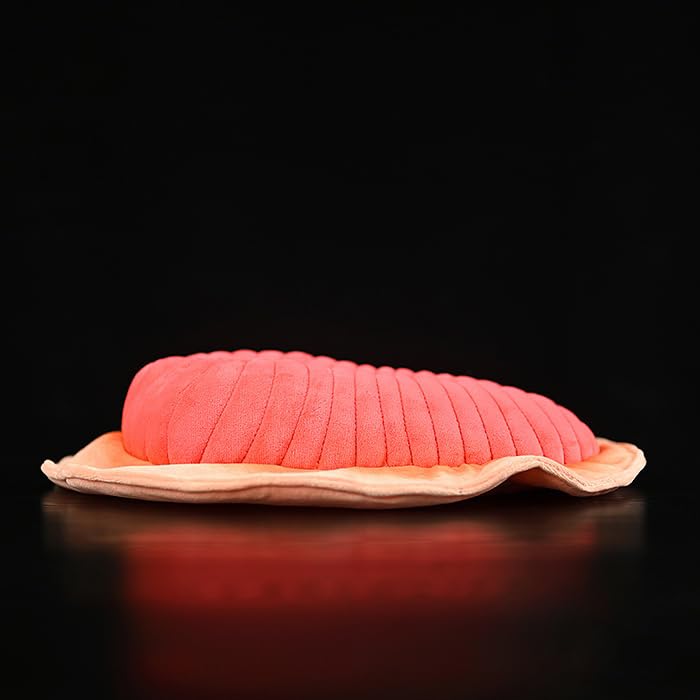 lilizzhoumax Dickinsonia Plush Toy 30cm/12inch Cute Realistic Stuffed Wild Ancient Creatures Deep Sea Animals Super Soft Home Decoration Perfect Playtime Companions Gift for Kids Boys Girls - Image 3