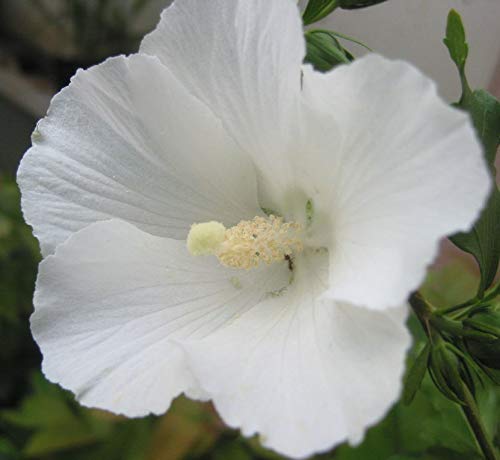 Amazon.com : Spectacular Flowering White Hibiscus Cold Hardy