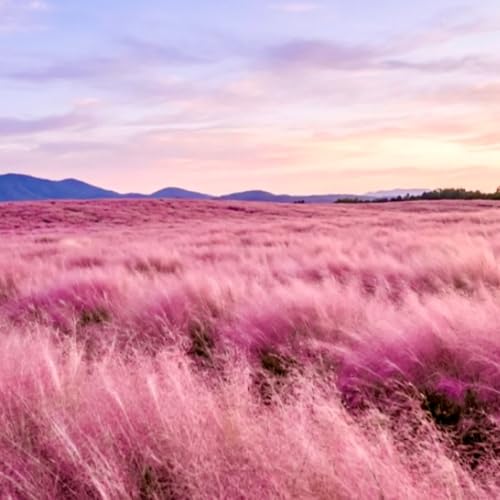 EP69夏威夷零極限身心清理法：回歸心靈的留白｜粉黛亂子草