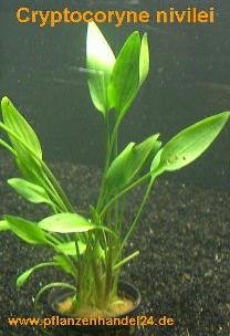 10 Töpfe Cryptocoryne nevilei, Aquariumpflanze