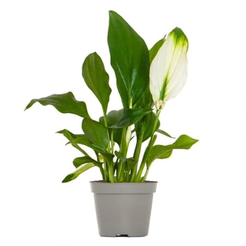 Hermoso Espatifilo Natural La Planta de Interior Perfecta para Purificar el Aire de tu Hogar