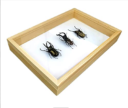 蝶標本採取55/82年ガラス木箱現状品のみ30x40x6cm 蝶標本採取現状品のみガラスケースサイズ約40x30x6cm2点状態が良