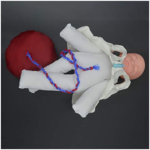Buy Teaching Model Female Pelvis Childbirth Model Life Size 